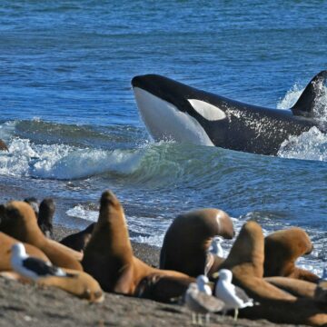 ARGENTINA: Se vive la magia de la temporada de orcas en Península de Valdés, un imperdible para los amantes de los cetáceos