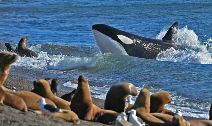 ARGENTINA: Se vive la magia de la temporada de orcas en Península de Valdés, un imperdible para los amantes de los cetáceos