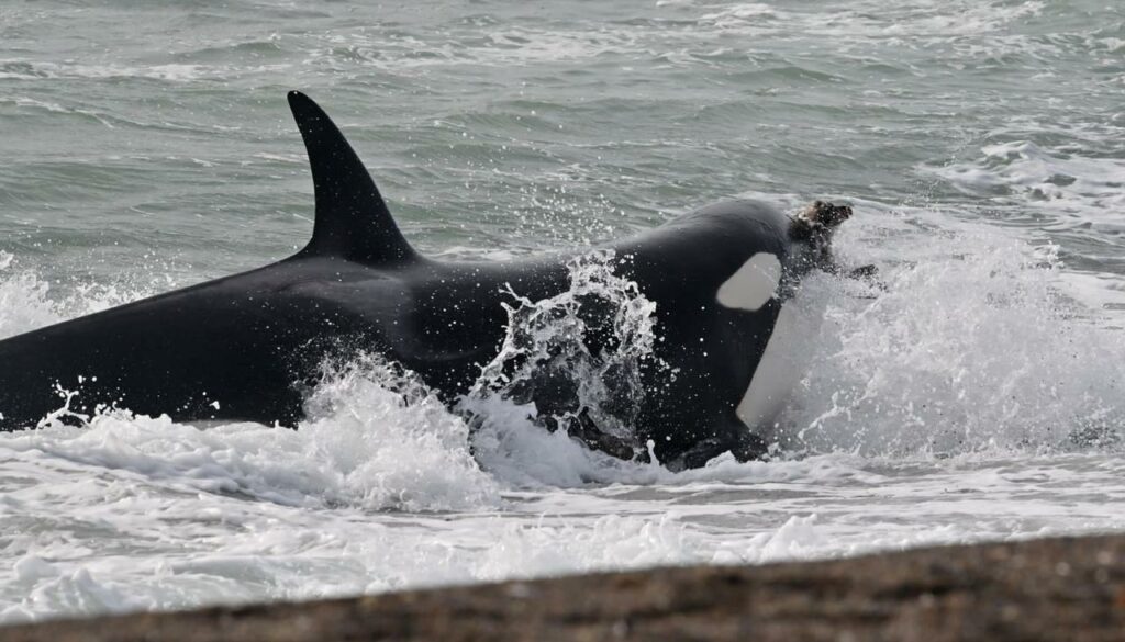 Orca cazando una cría de lobo marino. Créditos: Maxi Jonas.