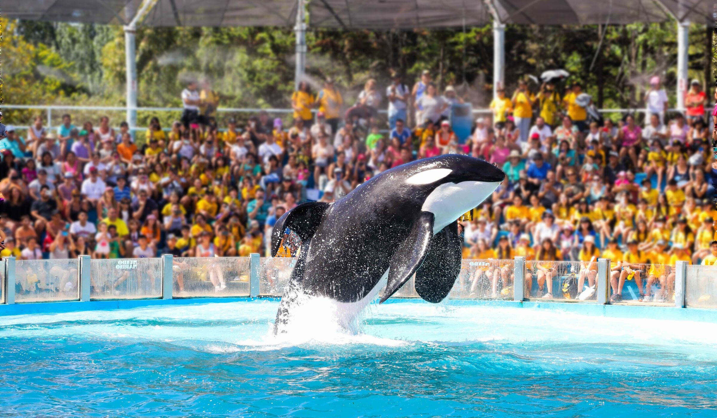 Prisionera de un circo acuático: la historia de encierro y reciente esperanza de Kshamenk, la única orca en cautiverio de Sudamérica