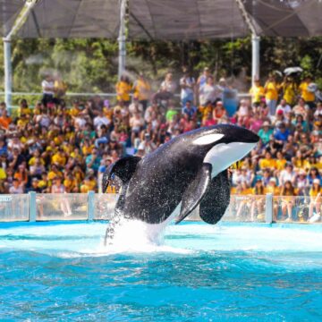 Prisionera de un circo acuático: la historia de encierro y reciente esperanza de Kshamenk, la única orca en cautiverio de Sudamérica