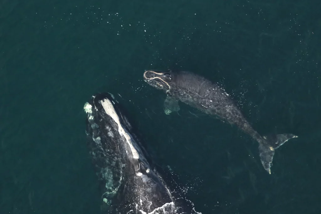 Las ballenas francas con crías, como esta pareja fotografiada el 18 de diciembre de 2021 frente a la costa de Florida, son cada vez más difíciles de ver. Los expertos creen que actualmente sólo se reproducen unas 70 hembras de ballena franca del Atlántico Norte.. (Imagen: Comisión de Conservación de Pesca y Vida Silvestre de Florida, sacada con permiso de investigación de la NOAA / Flickr, CC BY NC ND)