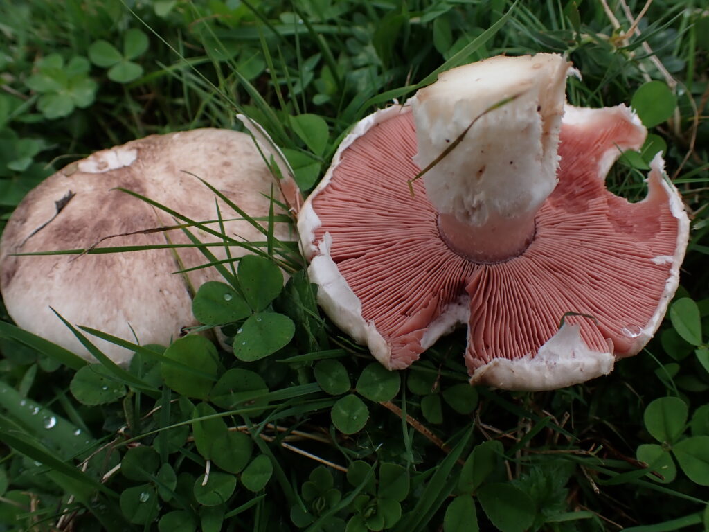 Agaricus arvensis. Créditos: ©Dinelly Soto