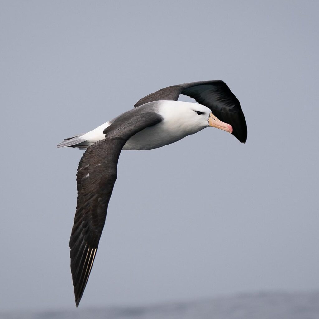 Albatros de ceja negra crédito Sergio Jaque Bopp