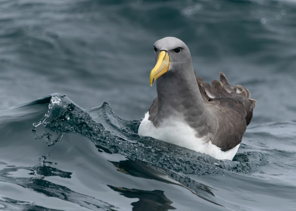 Albatros de Chatham. Crédito Pablo Martínez Morales