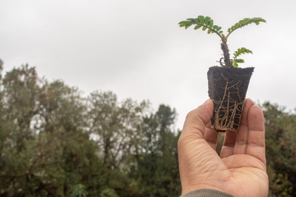 Planta endémica en los Andes. Créditos: ONG One Tree Planted