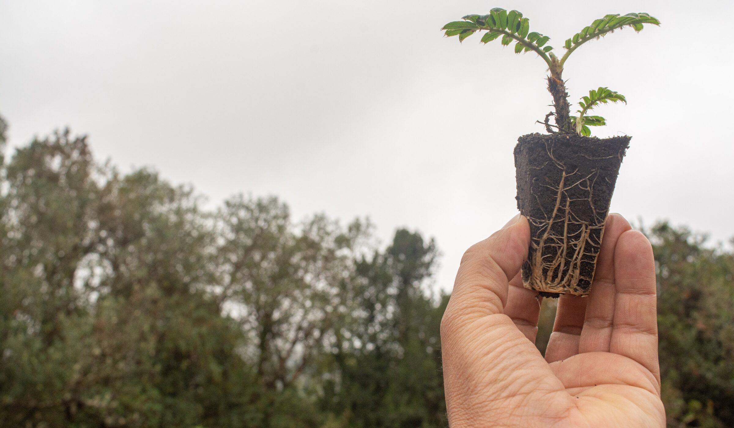 Ya han reforestado más de 68 mil árboles en la región andina: Rockford anuncia que donará un árbol por cada compra