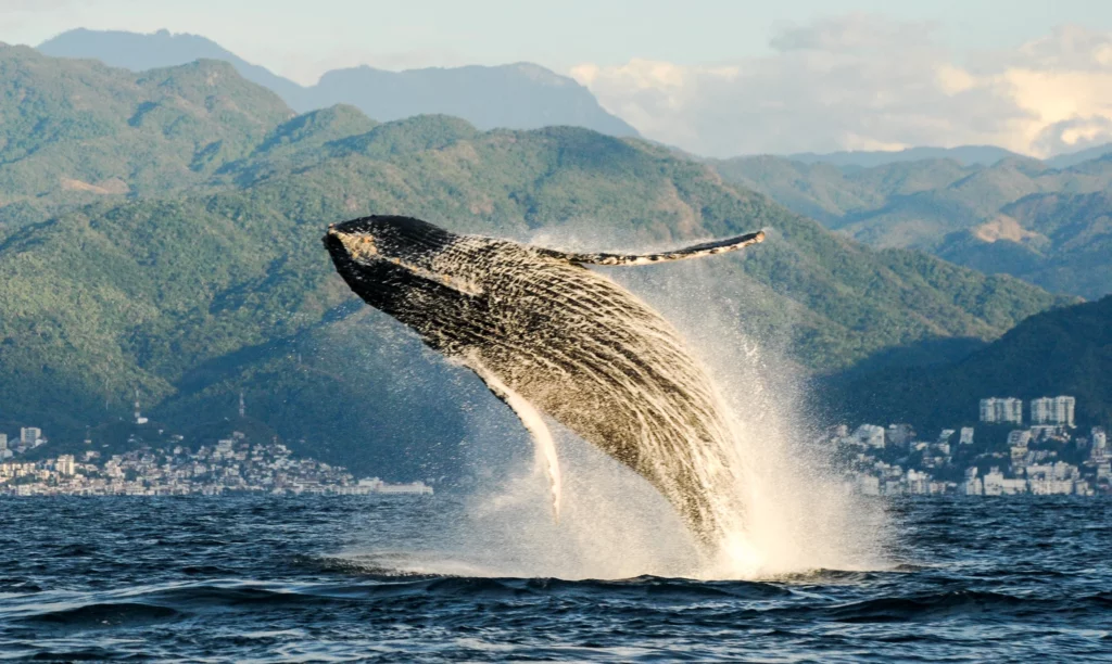 Una ballena jorobada en Puerto Vallarta, estado de Jalisco, México. La Red Nacional de Atención a Ballenas Enmalladas (Raben) se creó después de que unos lugareños liberaran con éxito a una ballena jorobada enredada en 2004, y hoy cuenta con 180 miembros. (Imagen: Ecobac)