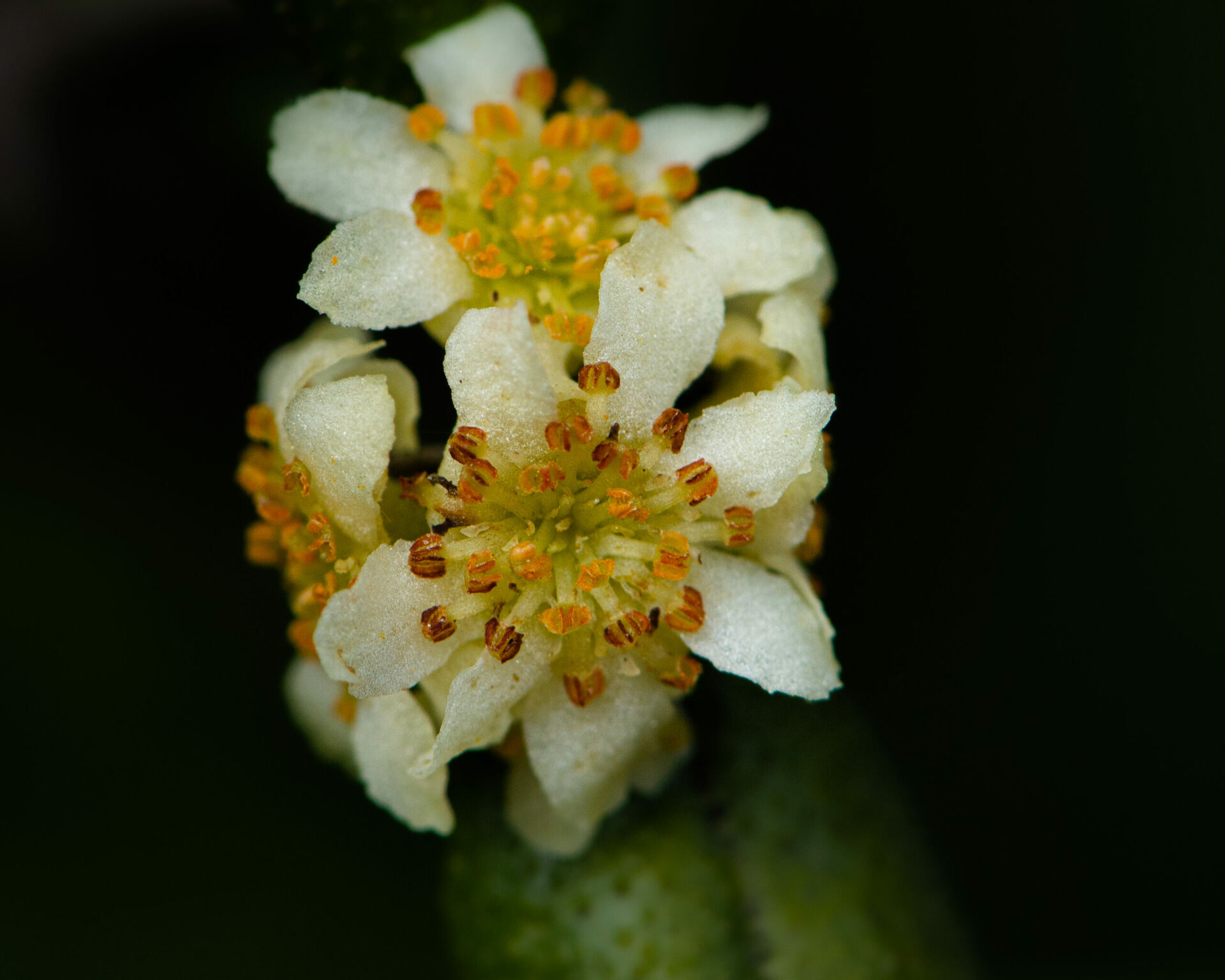 Florecen en invierno: las especies que dan color a los días de poca luz