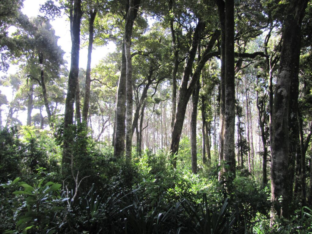 Bosque templado y lluvioso. Créditos: © TNC Chile.