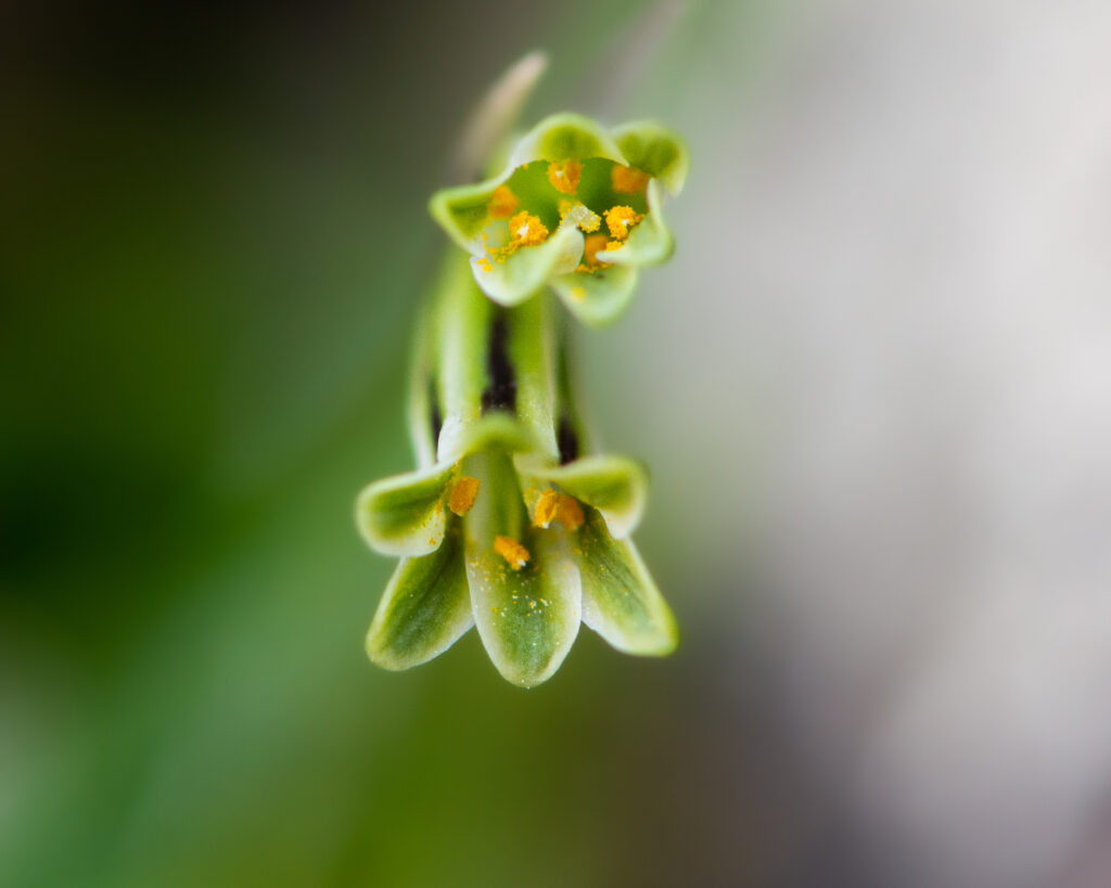 Cebolleta (Tristagma graminifolium). Créditos: ©Nicolás Villaseca
