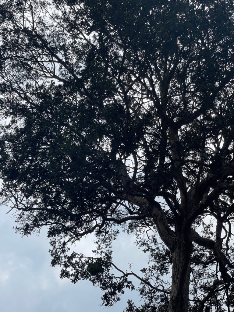 Uno de los arrayanes de Quito que se encuentran en el jardín de Carlos Rules. Foto: Alexis Serrano Carmona