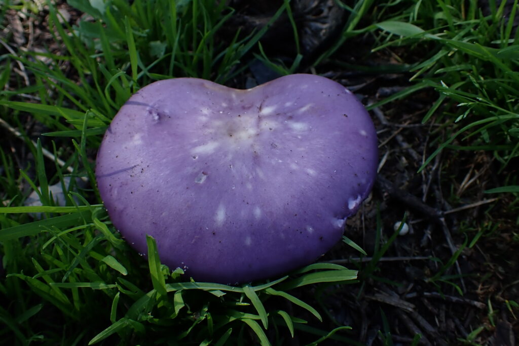 Clitocybe nuda. Créditos: ©Dinelly Soto