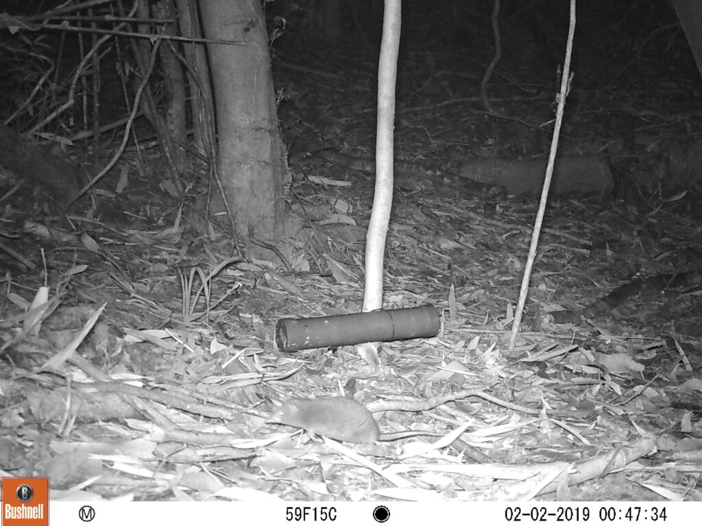 COMADREJITA TROMPUDA Registrada con cámaras trampa en la Reserva Costera Valdiviana © TNC Chile.