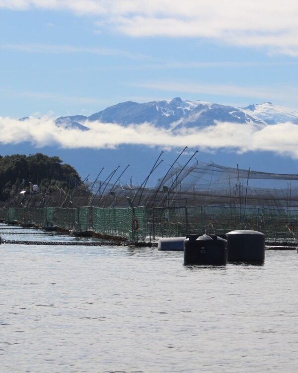 Denuncian 95 casos de sobreproducción de salmones sin sanción de la SMA