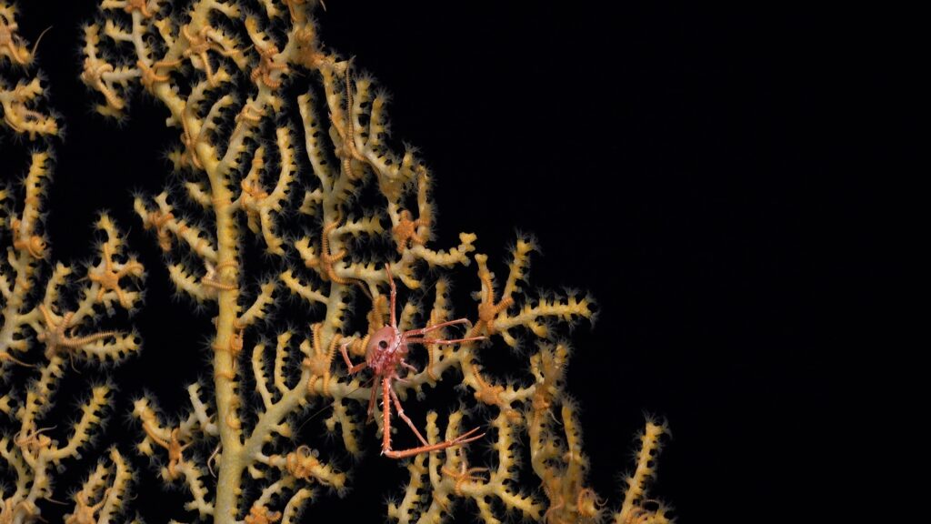 Coral de la familia Plexauridae con ofiuroideos, expedición Dorsal Salas y Gómez cred_Schmidt Ocean Institute