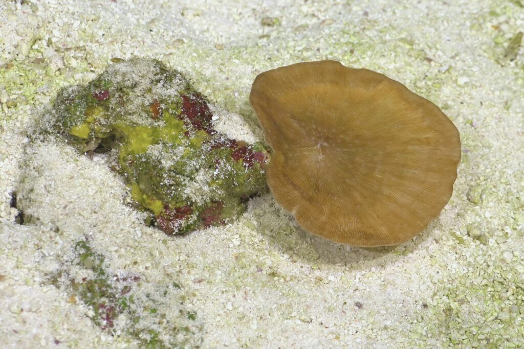 Coral del género Leptoseris, expedición Dorsal Salas y Gómez cred_Schmidt Ocean Institute