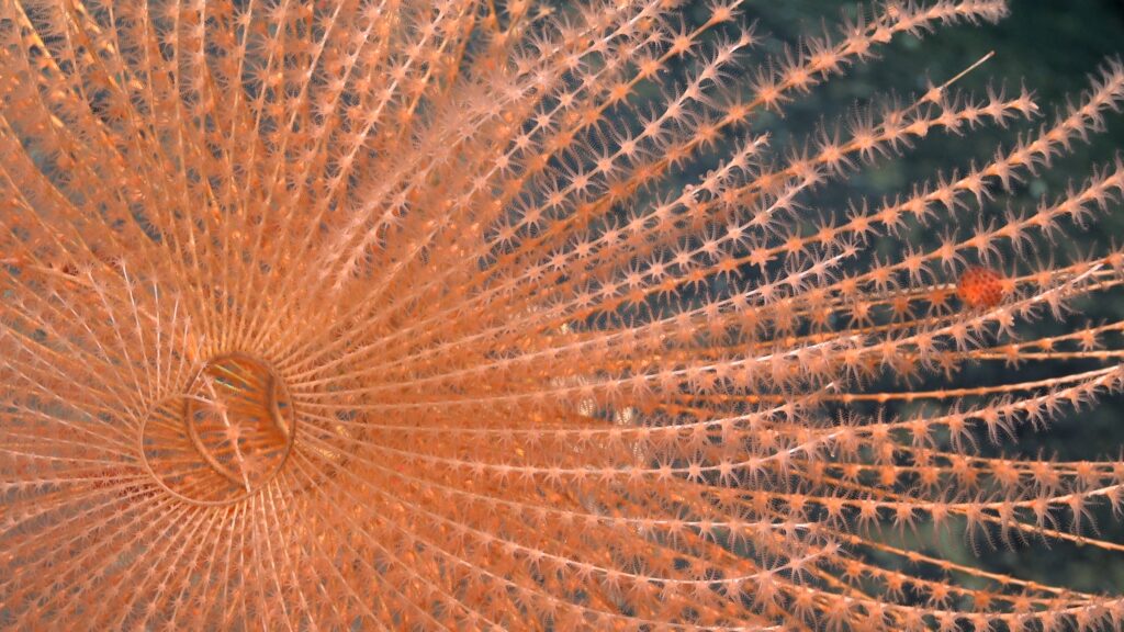 Coral Iridogorgia a 1419 m de profundidad expedición SE Pacific Seamounts cred Schmidt Ocean Institute