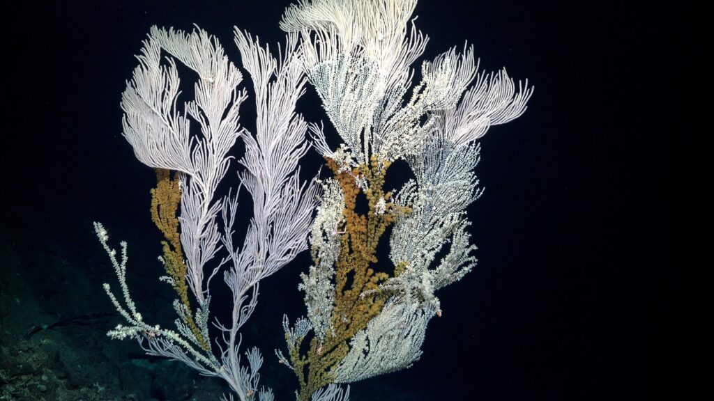 Coral Primnoideo, expedición Dorsal Salas y Gómez cred_Schmidt Ocean Institute