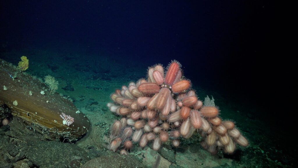Erizos oblongos Dermechinus, expedición SE Pacific Seamounts cred Schmidt Ocean Institute