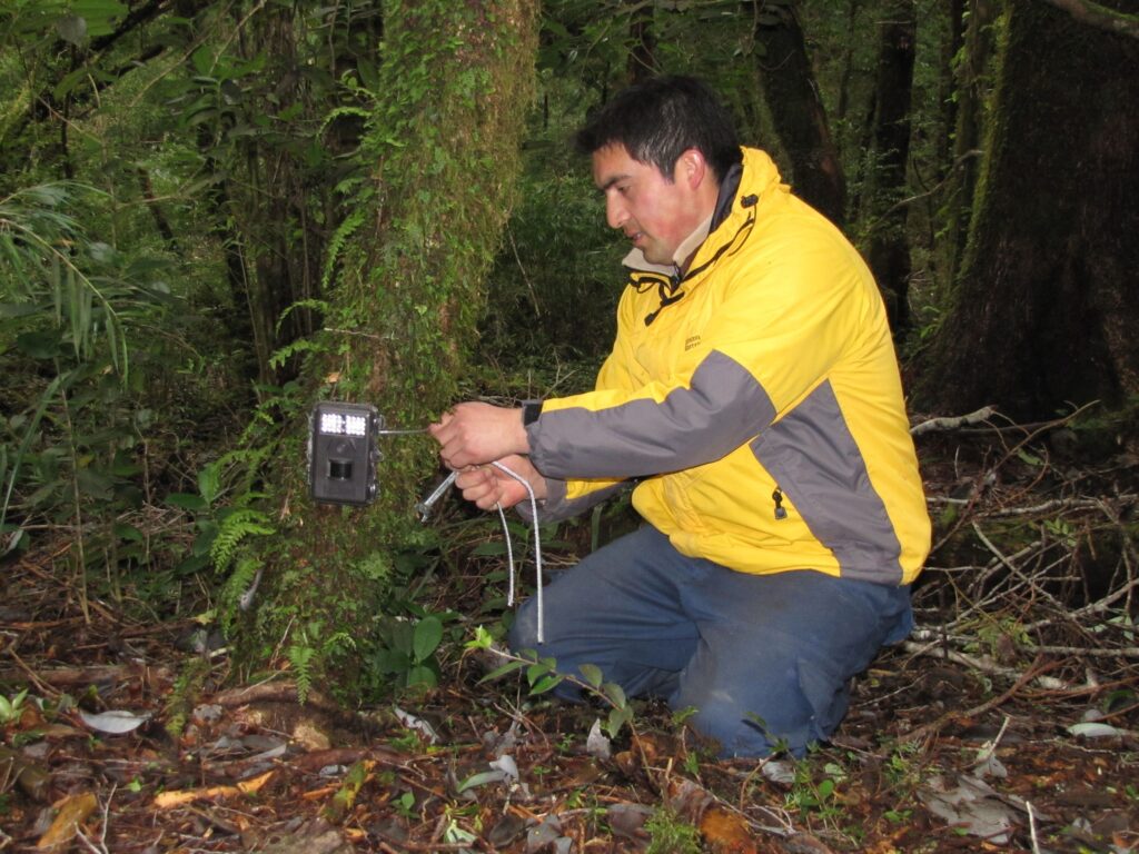 ERWIN OVANDO Guardaparques de la Reserva Costera Valdiviana, coautor del estudio sobre la comadrejita trompuda, instalando cámara trampa. © Erwin Ovando, TNC Chile.