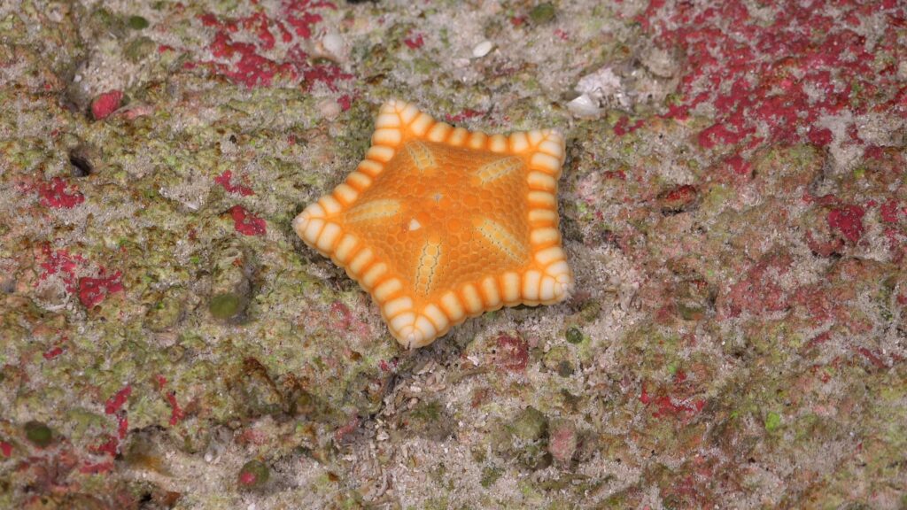 Estrella del género Ceramaster, expedición Dorsal Salas y Gómez cred_Schmidt Ocean Institute