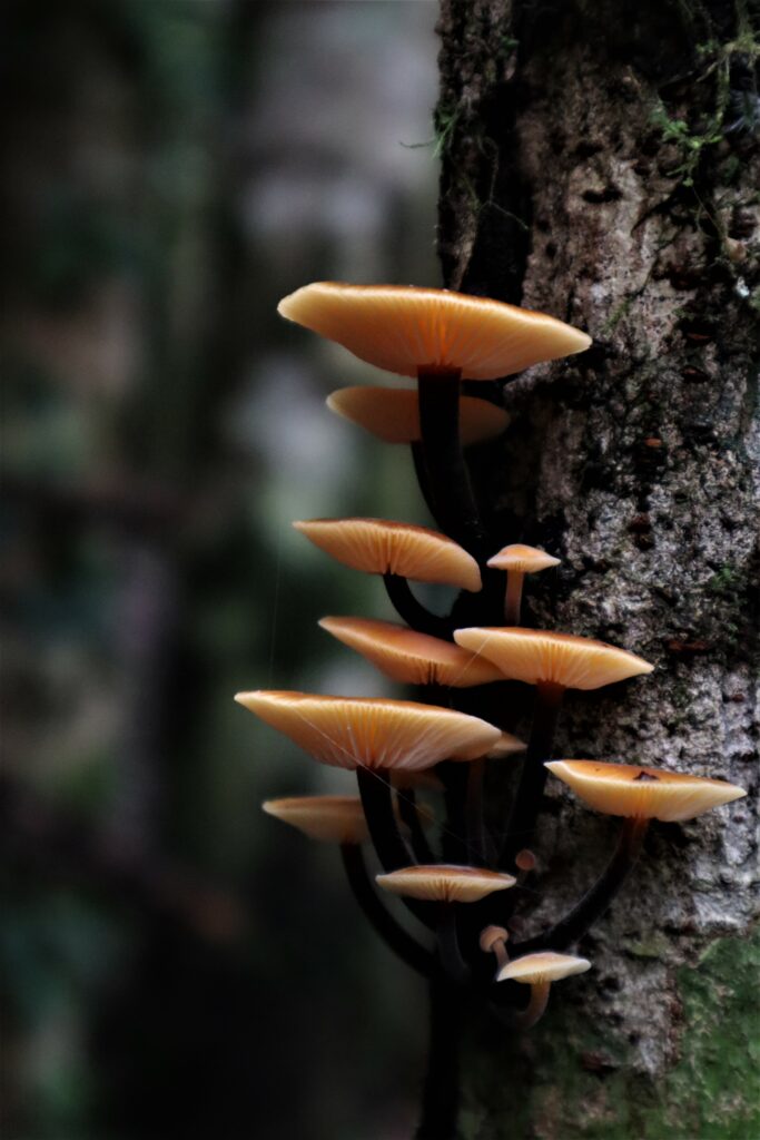 Flammulina velutipes. Créditos: ©Dinelly Soto