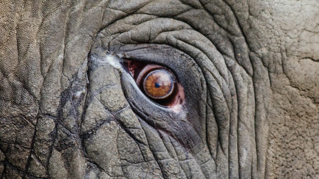 Fotografía de un elefante tomada de cerca. Créditos: Flickr.
