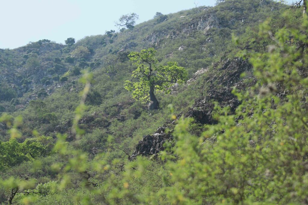 Encontrar a una ceiba barrigona en el Cañón de Chicamocha no es tan sencillo. Foto: Sergio Silva Numa