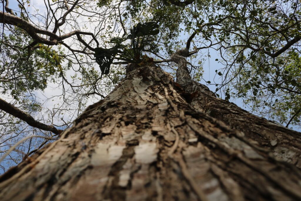 En la última década, las poblaciones de cocobolo han padecido una tala indiscriminada. Foto: Javier A. Jiménez Espino.