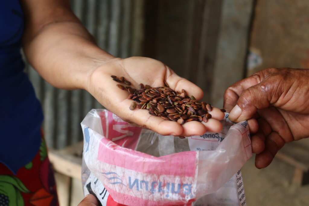 Las semillas de cocobolo son recolectadas para venderlas y reforestar otros espacios. Foto: Javier A. Jiménez Espino.