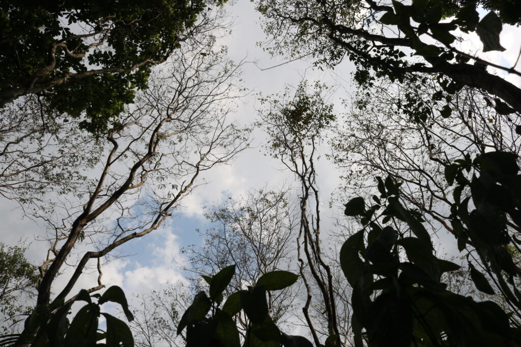 Cocobolos jóvenes crecen en las tierras de la comunidad Arimae. Foto: Javier A. Jiménez Espino.