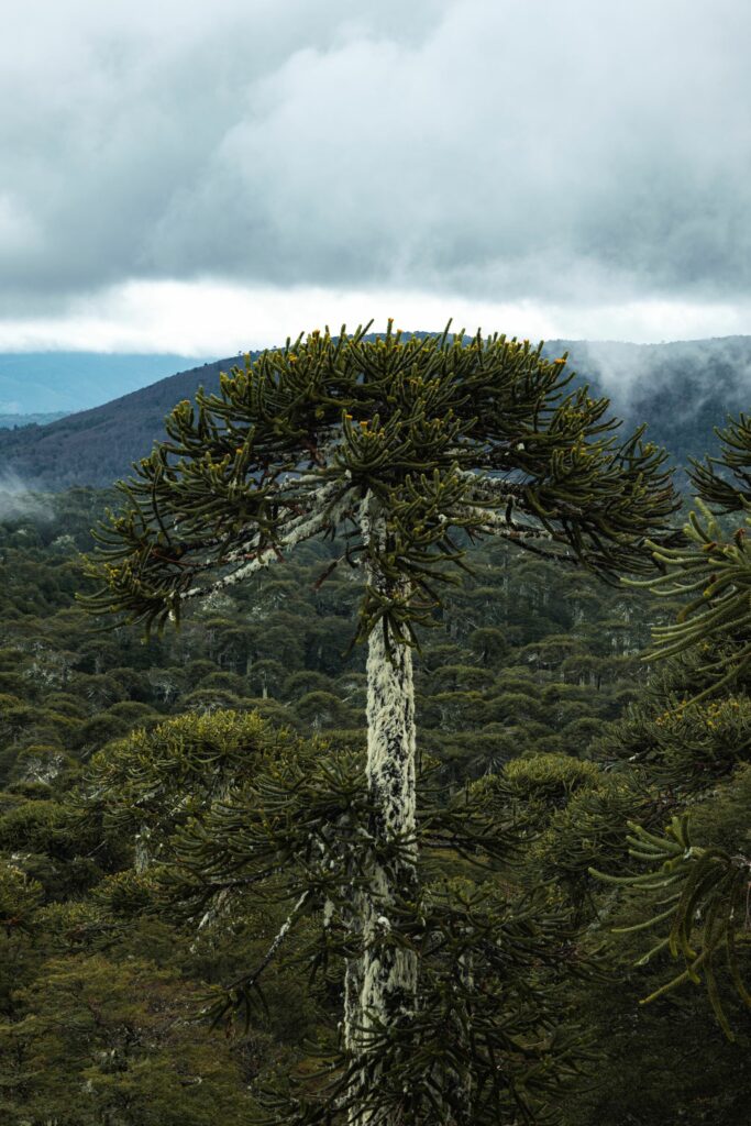La araucaria es una de las especies de flora más longevas de América Latina. Foto: Benjamín Valenzuela Wallis.