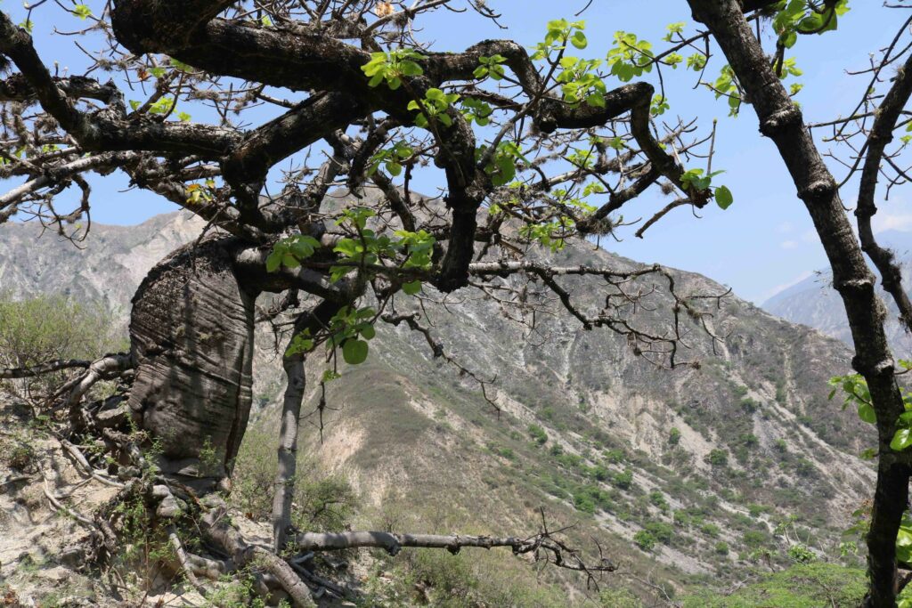 La forma de la Cavanillesia chicamochae no representa, propiamente, lo que nos enseñaron de un árbol en el colegio. Foto: Sergio Silva Numa