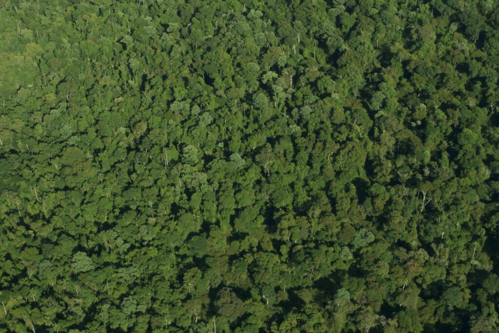 Foto aérea de un sector de selva paranaense en el norte de Misiones. El palo rosa es una de las especies arbóreas más altas de este ecosistema. Foto: Emilio White/Arauco. 