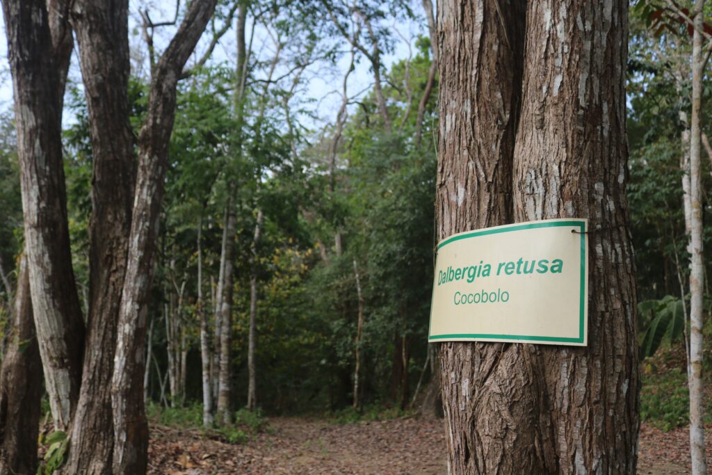 Como varios de los árboles del género Dalbergia, el cocobolo está en Peligro Crítico de extinción. Foto: Javier A. Jiménez Espino.