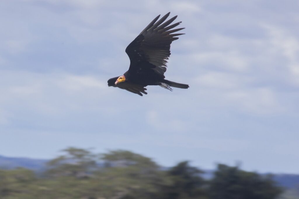 Una de las imágenes que es posible mirar en la Reserva Nacional Tambopata y sus zonas colindantes. Foto: Max Cabello Orcasitas