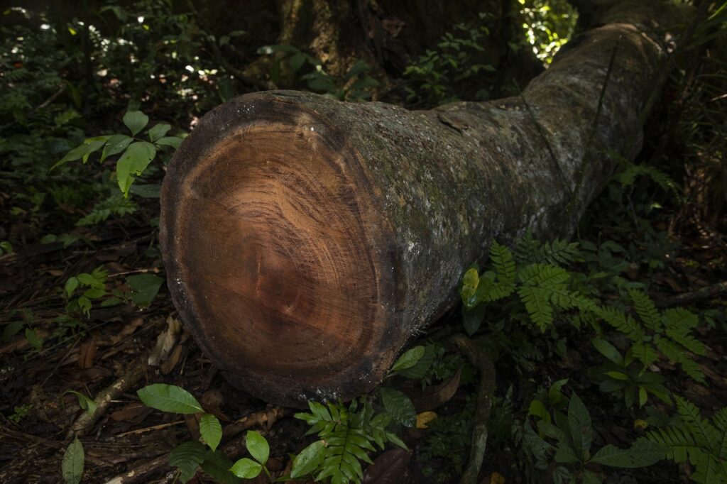 A partir de los noventa, la explotación del shihuahuaco por la industria maderera se hizo más agresiva. Foto: Max Cabello Orcasitas