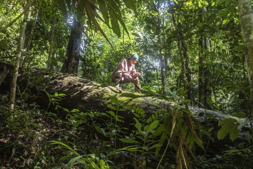 El tronco de un shihuahuaco yace tirado sobre la selva húmeda. Foto: Max Cabello Orcasitas