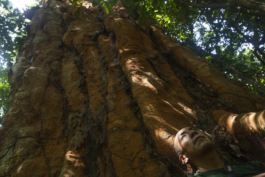 Mauricio Espejo asegura que el shihuahuaco huele a "madera guardada". Foto: Max Cabello Orcasitas