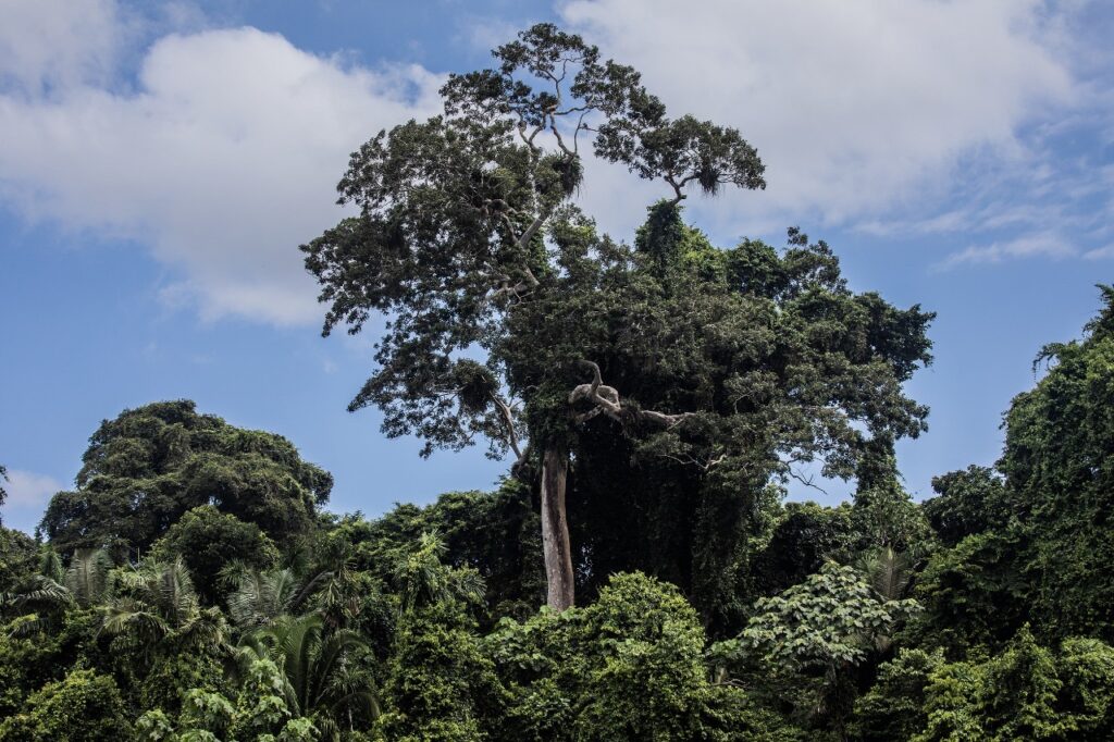 Un shihuahuaco milenario sobresale en la Amazonía peruana. Foto: Max Cabello Orcasitas