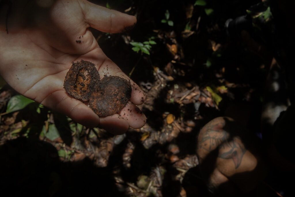 Fruto del shihuahuaco ya abierto. Foto: Max Cabello Orcasitas