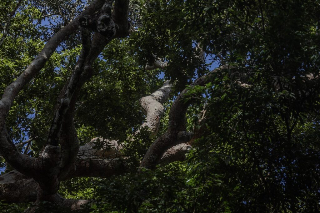 Para los ese’ejja, el shihuahuaco es un árbol originario: un árbol del cual surgieron otros árboles. Foto: Max Cabello Orcasitas