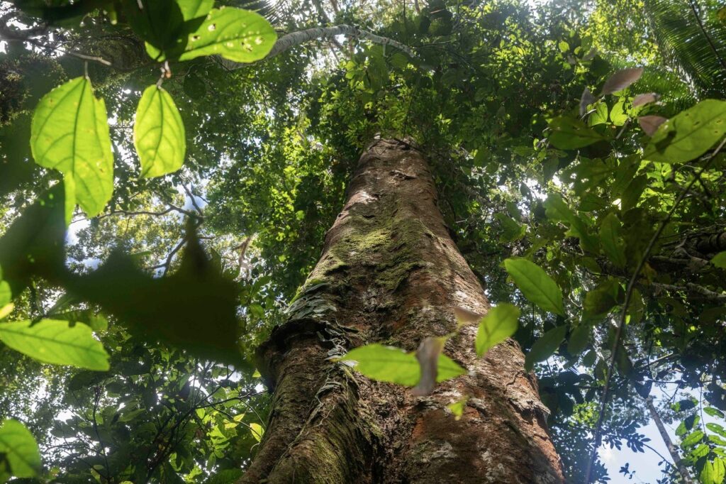 Varios investigadores alertan de la urgencia de conservar a los shihuahuacos en la Amazonía peruana. Foto: Max Cabello Orcasitas.