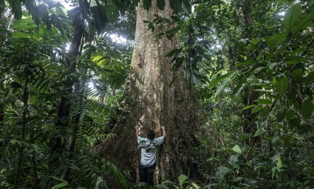 Los shihuahaucos tienen un crecimiento en diámetro de su tronco extremadamente lento. Foto: Max Cabello Orcasitas