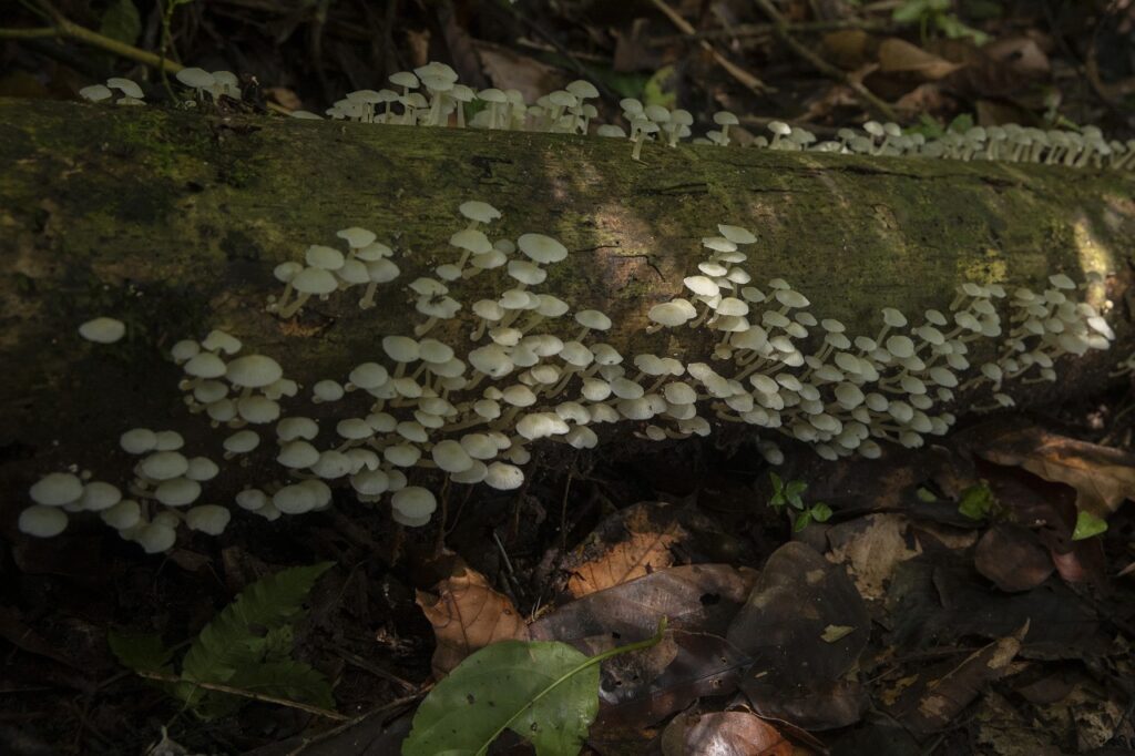 Hongos y musgos en el tronco de un árbol caído. Fotos: Max Cabello Orcasitas