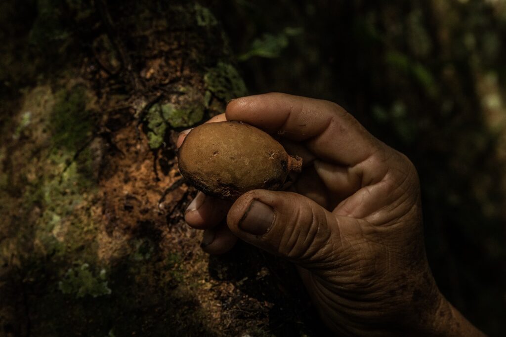 Fruto del shihuahuaco.