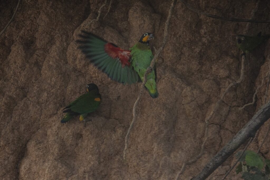 A los guacamayos les gusta anidar en este majestuoso árbol. Foto: Max Cabello Orcasitas