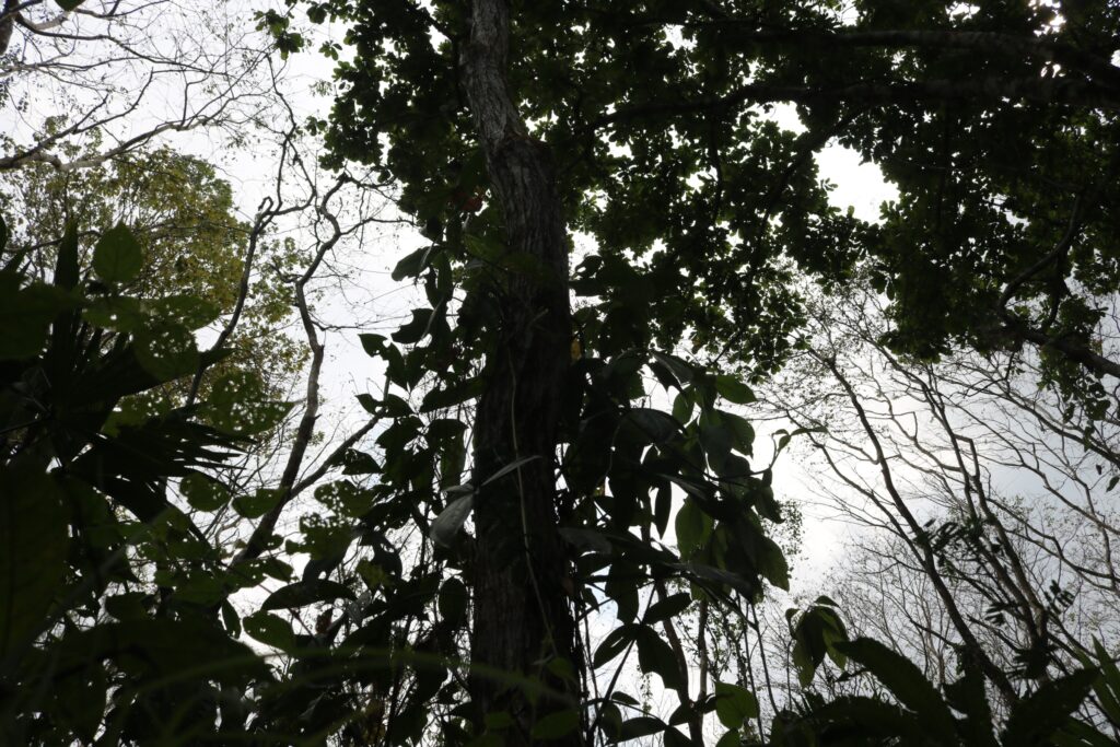 Los altos precios de la madera de cocobolo en China impulsaron su tala descontrolada en Panamá. Foto: Javier A. Jiménez Espino