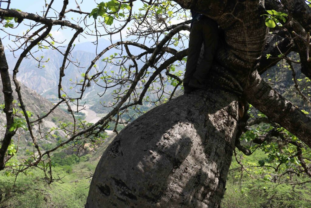 Los botánicos sospechan que este árbol almacena agua en su barriga, eso aún es necesario investigarlo. Foto: Sergio Silva Numa